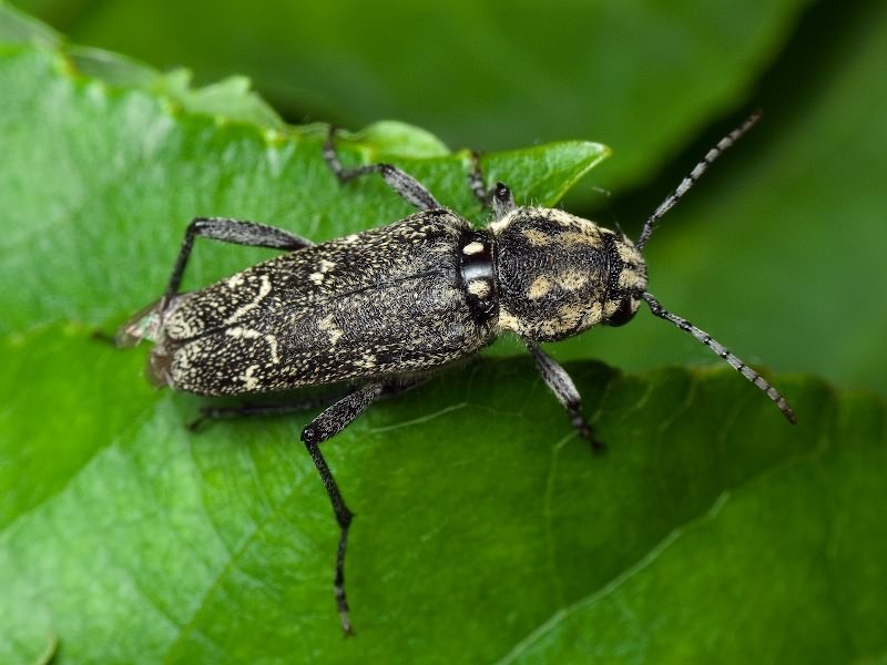 Xylotrechus rusticus (Linnaeus, 1758)